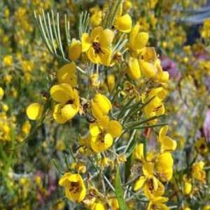 Cassia artemisioides – Silver or Feathery Cassia seed x30