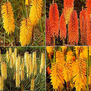 Kniphofia uvara cv. – Red Hot Poker T&M Hybrids seed x20