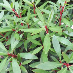 Tasmannia lanceolata – Mountain Pepper seeds x5