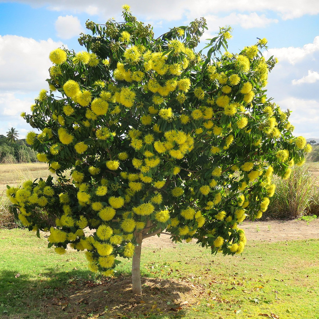 Xanthostemon chrysanthus – Golden Penda seed x 25 - Image 4