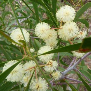 Acacia implexa – Hickory Wattle or Lightwood seeds x 200 (bulk)