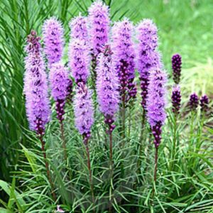Liatris spicata cv. – Liatris Floristan Violet seeds x100