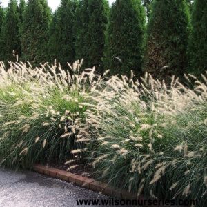 Pennisetum alopecuroides – Swamp Foxtail or Fountain Grass seeds x100